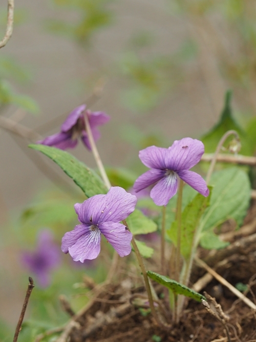 �T�N���X�~��