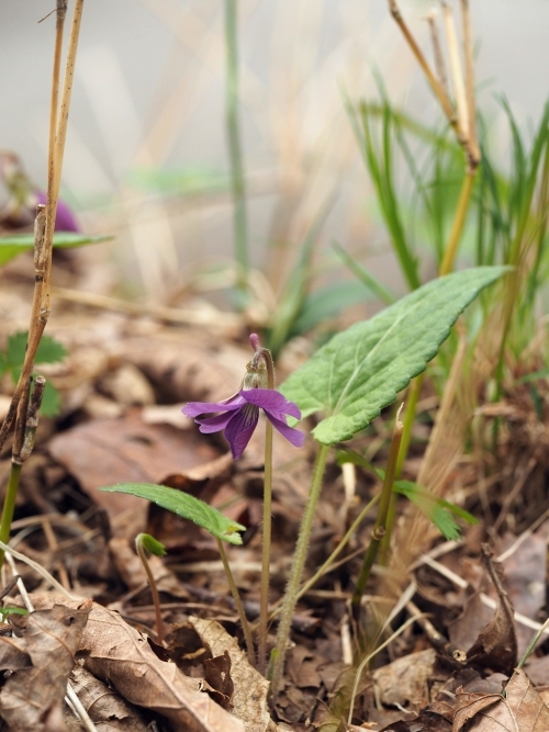 �T�N���X�~��