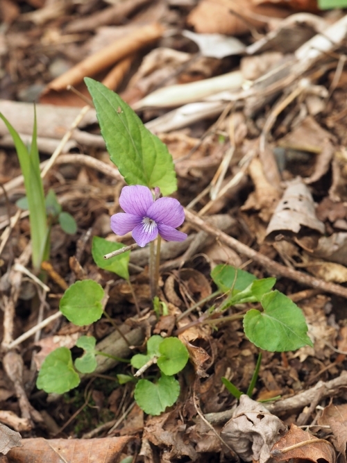 �T�N���X�~��