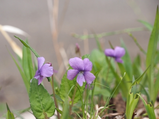 �T�N���X�~��