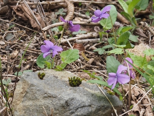 �T�N���X�~��