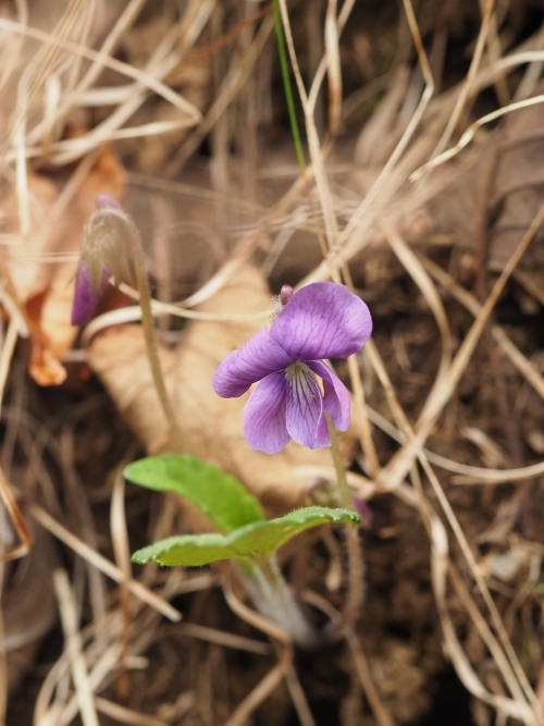 �T�N���X�~��