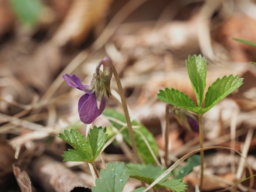 �T�N���X�~��