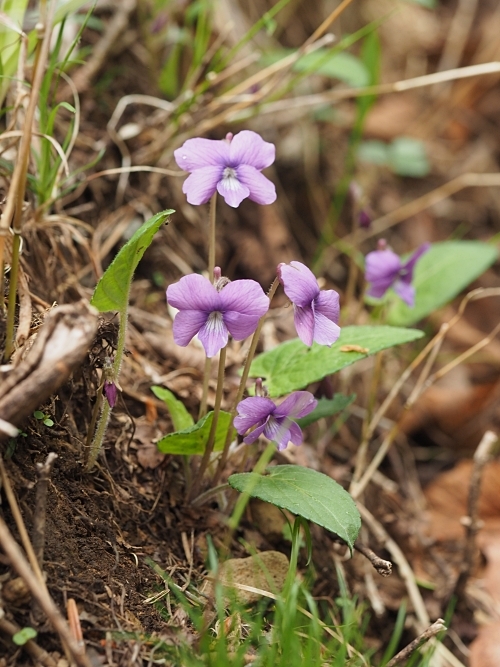 �T�N���X�~��