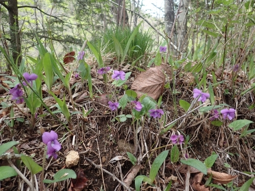 �T�N���X�~��