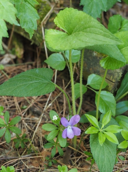 �T�N���X�~��