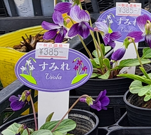 250306002a.jpg