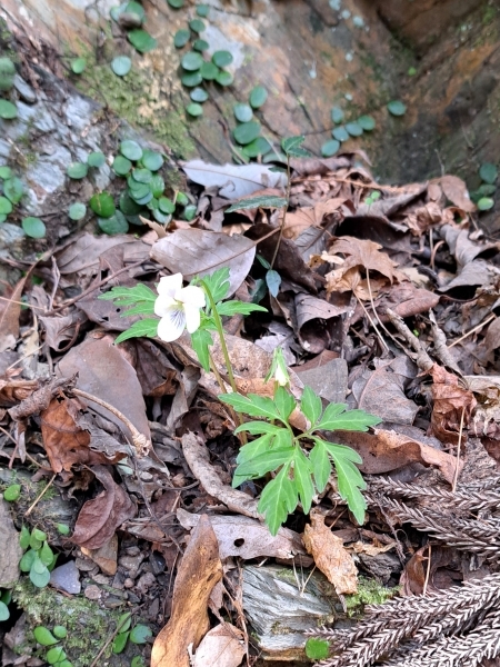 250401167nanzan.jpg