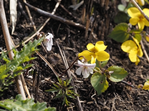 250403010ki-higo.jpg