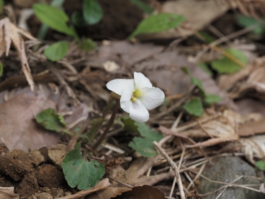 250403042maruba.jpg