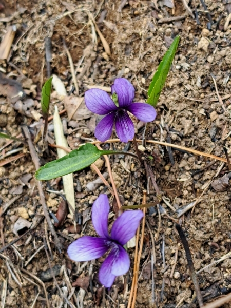 250403098hokoba.jpg
