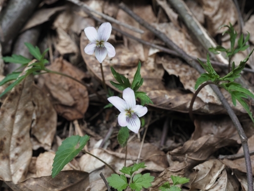 250426205eizann-hinaha.jpg