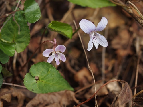 130414136nagasai.jpg