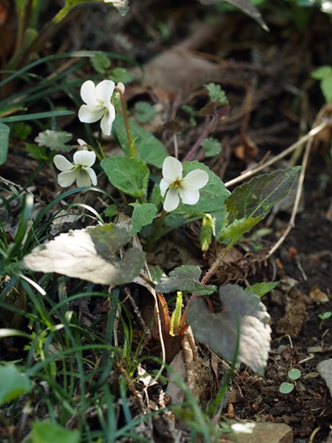 130413019takaoha.jpg