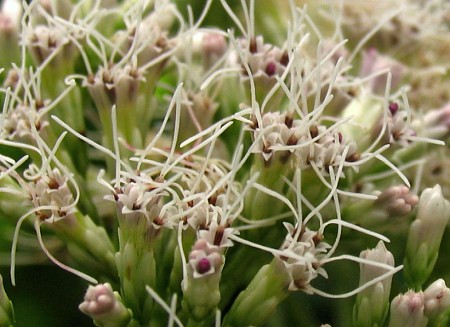 ヒヨドリバナの花